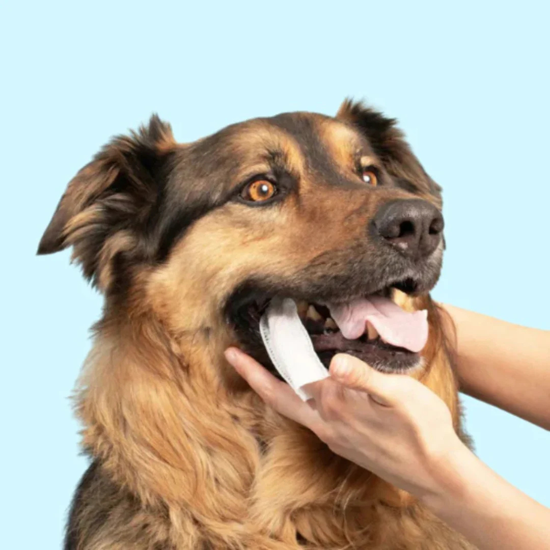 נמאס לך להילחם עם מברשת שיניים ולשלם הון אצל הווטרינר?