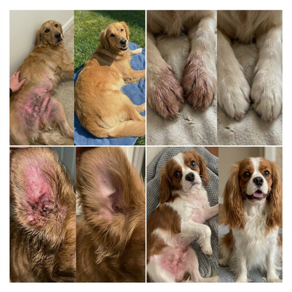 MORVEN Collagen Drops – קולגן נוזלי לכלבים